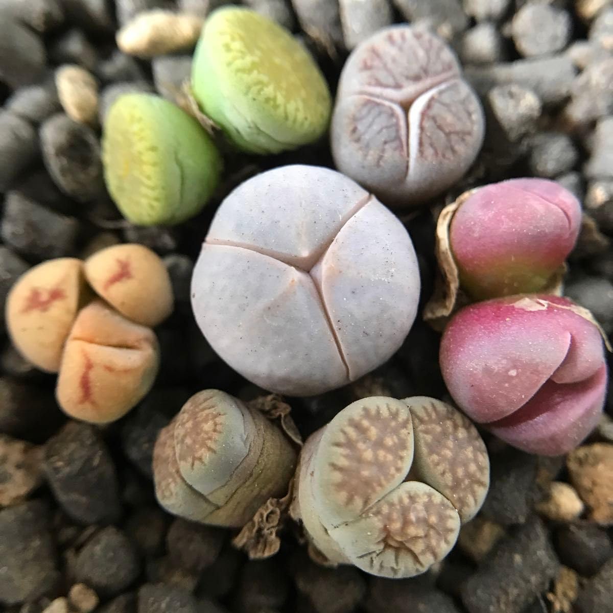 リトープス　三面　モンスター　抜き苗 Amazon.co.jp: レア 多肉植物 リトープス 三面体 おばけ 6点